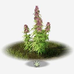 Hemp Plants - New World MMO