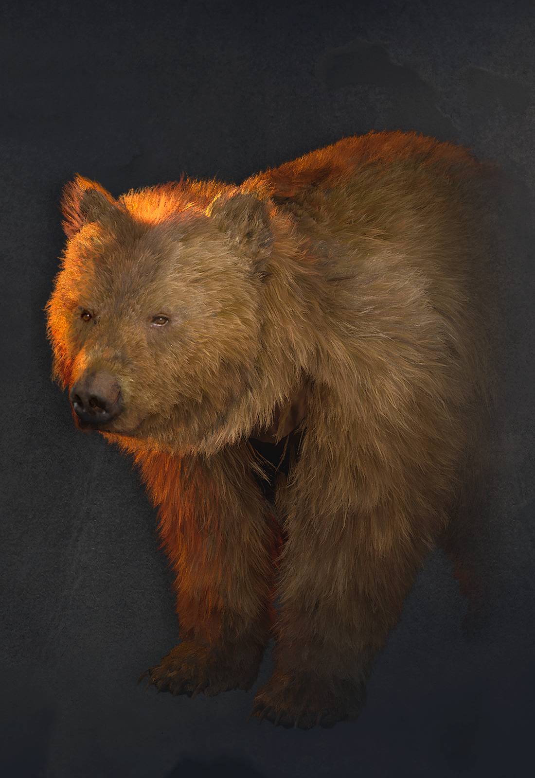 Dawnwalker: Bear - game-maps.com