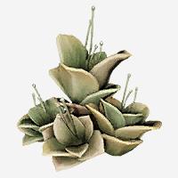 Cascaded Gillflower - New World MMO